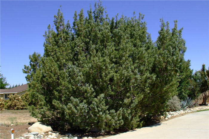 Plant photo of: Juniperus californica