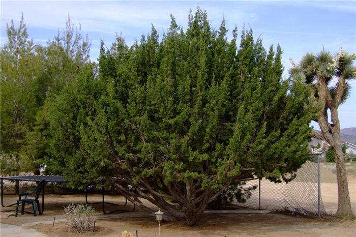 Plant photo of: Juniperus californica