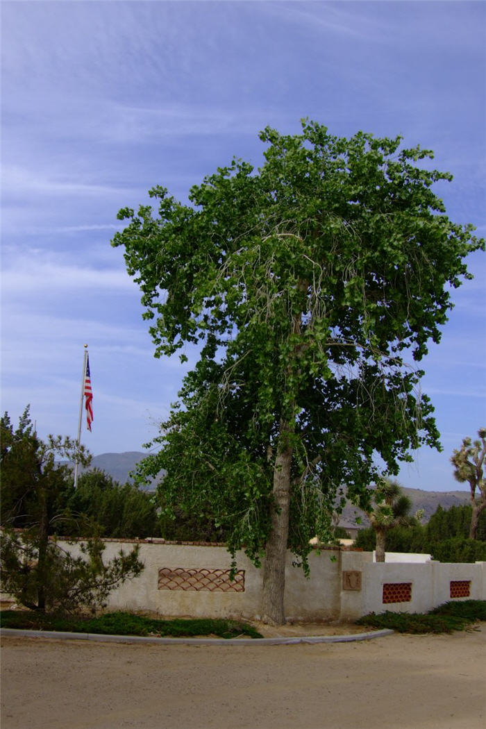 Plant photo of: Populus fremontii
