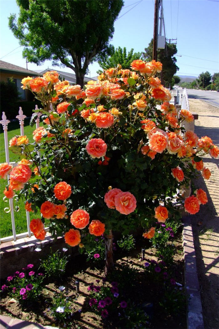 Plant photo of: Rosa Tree variety Orange