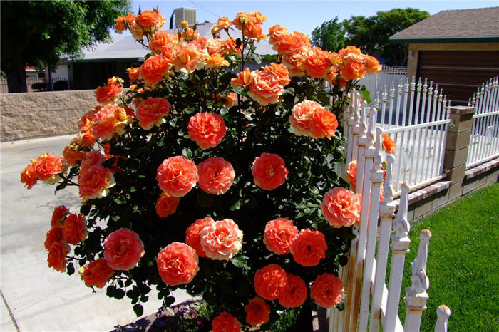 Plant photo of: Rosa Tree variety Orange