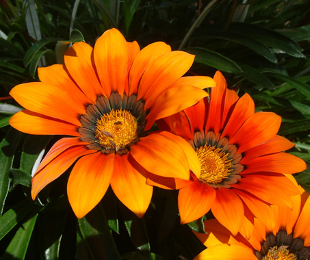 Gazania hybrid double orange